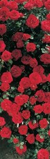 Climbing Rose Paul's Scarlet