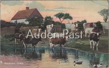 Milking Time Farm Cows & Ducks