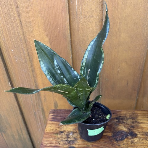Sansevieria whitney plant - sansevieria, /