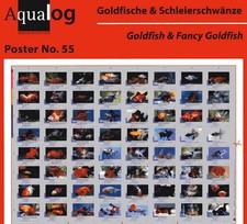 AQUALOG Poster Goldfish and