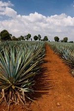 614894 Tequila Agave Fields