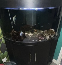 Juwel Trigon 190 Corner Fish