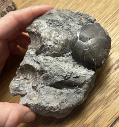 Multi shell fossil - fossil, block