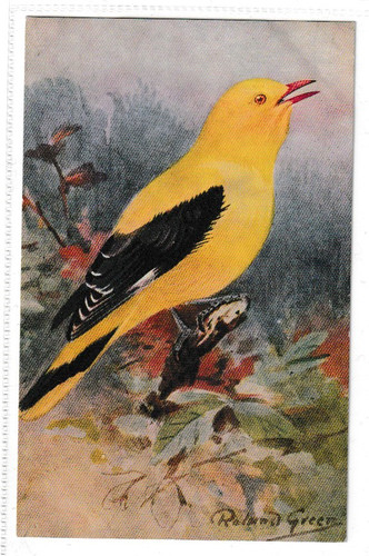 Roland green golden oriole - roland,