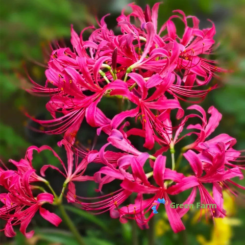 Bulb lycoris sprengeri - 1,