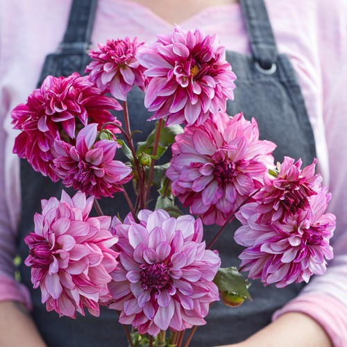 Dahlia tuber cranberry - dahlia,