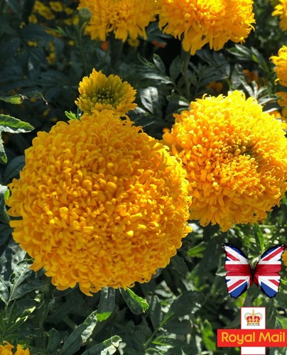 Marigold seeds mission - marigold, 50