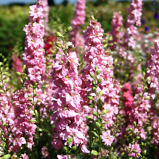 Larkspur Pale Pink Flower Seeds  Herbaceous Perennial  Slyne Garden