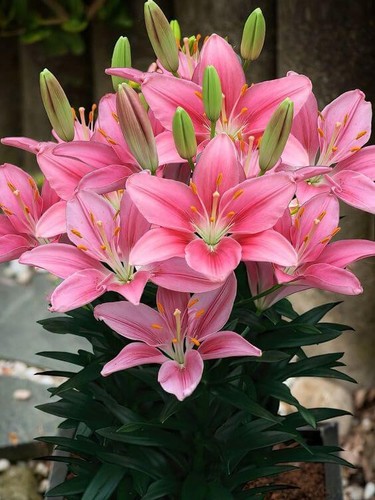 Pretty rare asiatic lily - pretty,