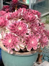 Size one pot - l,