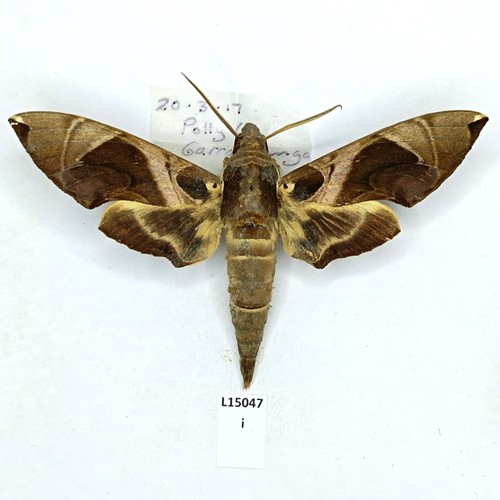 Sphingidae daphnis moorei - daphnis,