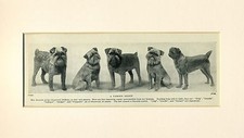 BRUSSELS GRIFFON GROUP GLENWOOD KENNELS 1934 DOG PRINT READY MOUNTED TO FRAME 