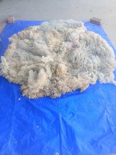 Pedigree ryeland fleece wool - pedigree,