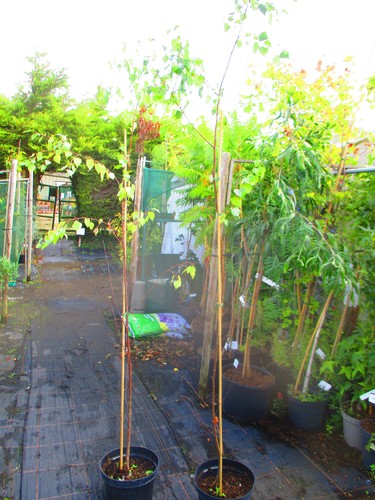 6ft inc pot 10litre size - 6ft,