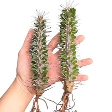 10CM Succulent Cactus Plant