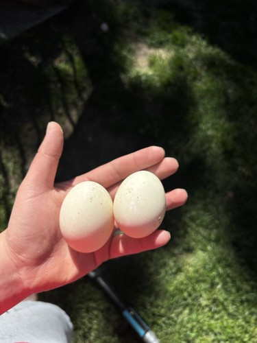 Fertilized duck hatching eggs - duck,