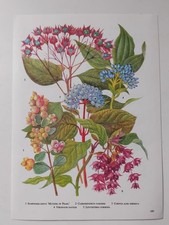 Botanical Print Garden Flowers