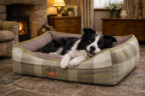 Green check plaid - plaid, dog