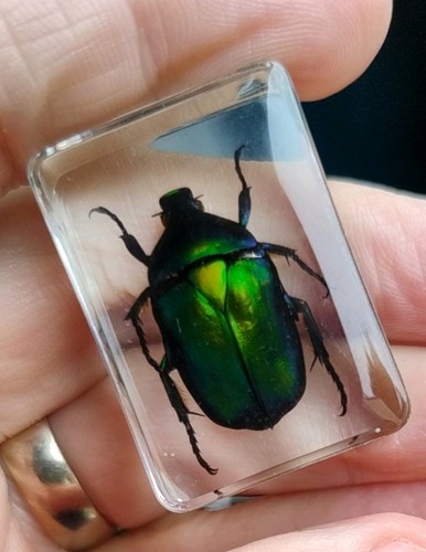 Real rose chafer - rose, bug