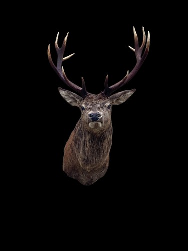 Red stag scottish taxidermy - ,