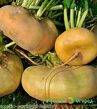 GIANT RUSSIAN TURNIP SEEDS - XL SIZE ROOT UPTO 2 KG