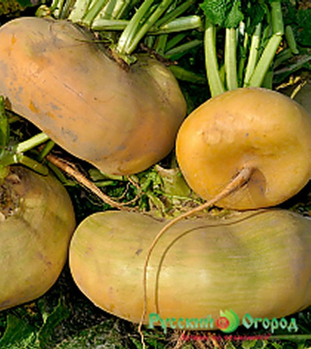 Giant turnip seeds - -, size