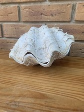 Vintage Clam Shells Matched Pair 21cm Long