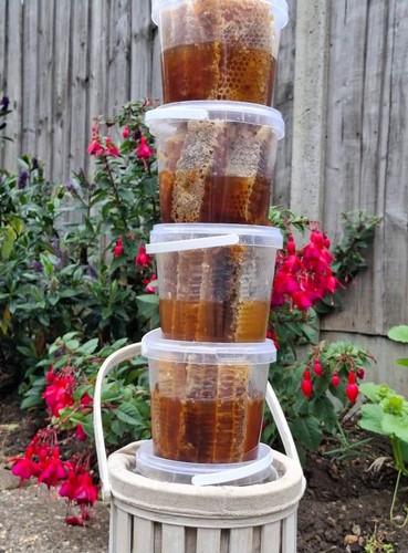 Honeycomb organic honey wild - honeycomb,