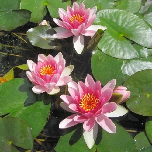 Pink water lily - water,