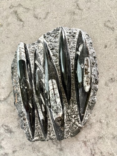 Orthoceras cluster fossilised - orthoceras,