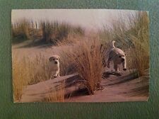 used Dog Advertising postcard - scene from Winalot TV commercial  Dogs Puppies