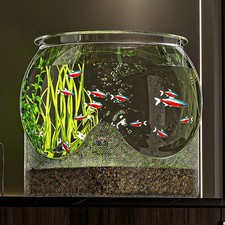 Round Fish Bowl Transparent