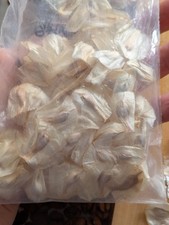 Rare Succulent Live Plant