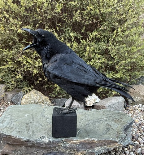 Taxidermy calling crow - taxidermy, xl