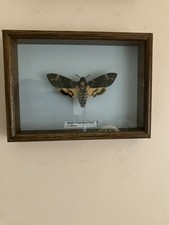 Stunning Death's Head hawk