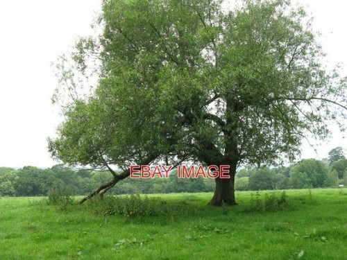 Photo large willow - photo,