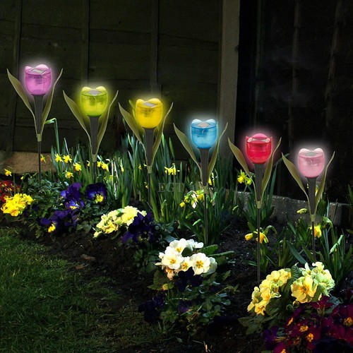 Pack garden tulip flower - 6,