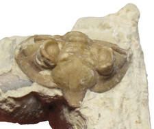 Devonian trilobite fossil