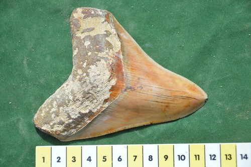 Genuine megalodon shark tooth - genuine,