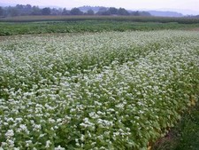 GREEN MANURE BUCKWHEAT 50GM FINEST SEEDS