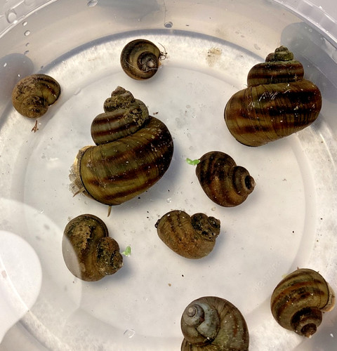Mystery snails asian ringed - snails,