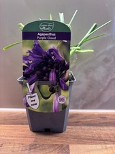 Agapanthus Purple Cloud P9