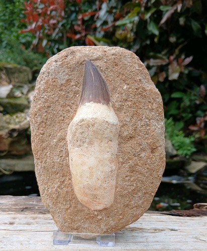 Fossil mosasaur tooth - tooth, dinosaur