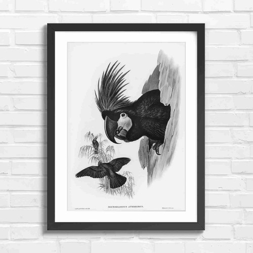 Black cockatoo nesting art - nesting,