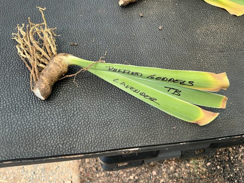 Bearded iris rhizome bare - bearded, a