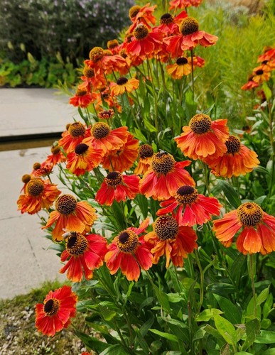 Helenium red gold mixed - helenium,