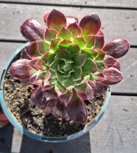 Aeonium firecracker variegated - firecracker,
