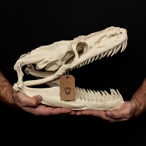 Titanoboa skull replica life - titanoboa,