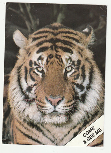 Tiger howletts port - howletts, lympne
