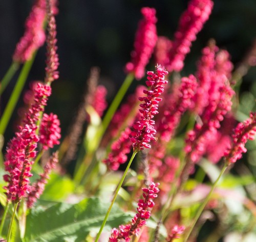 Persicaria amplexicaulis